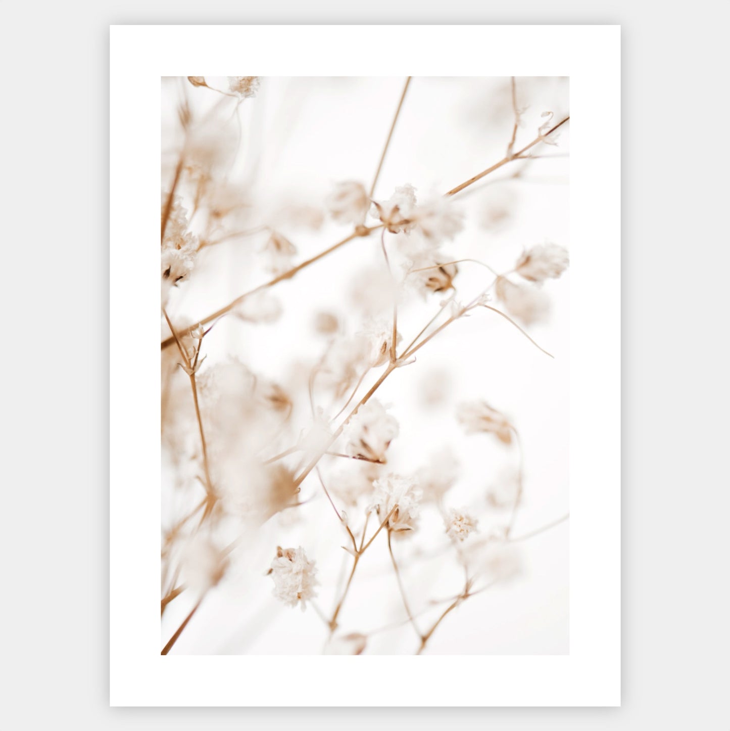 Boho poster with a photo of a delicate gypsophila
