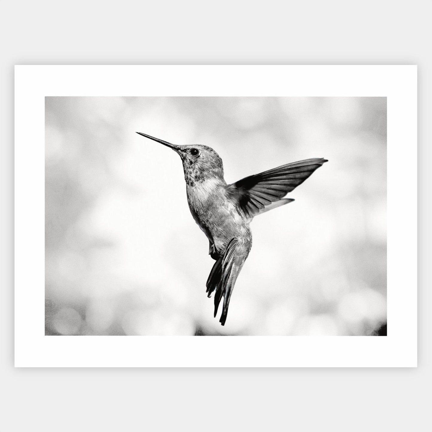 Plagát s fotografiou kolibríka v lete